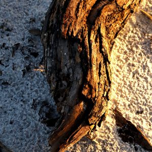 Beach Wood