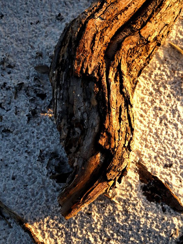 Beach Wood