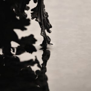 Leaf Noir