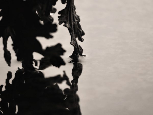 Leaf Noir