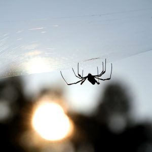 Arachnid