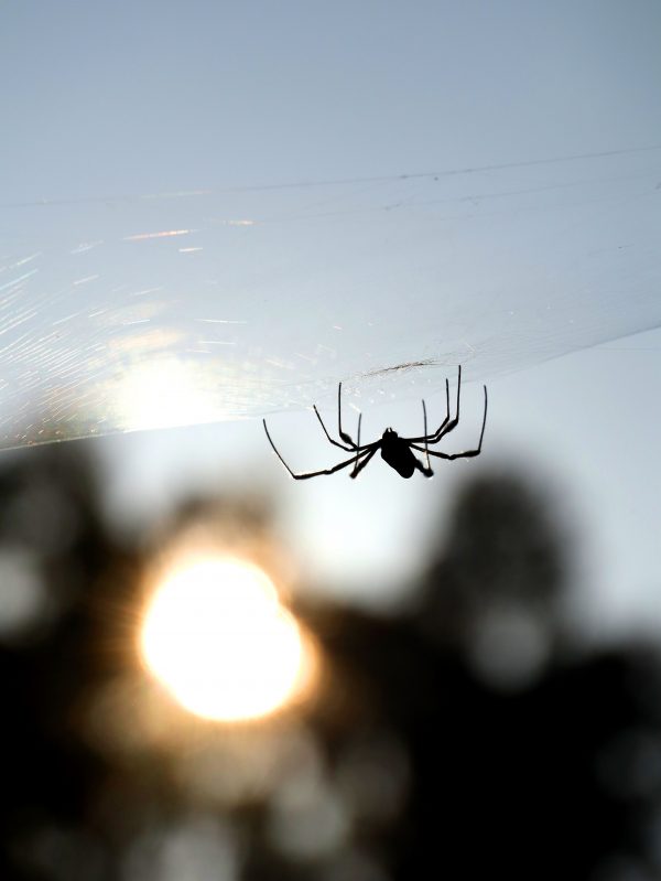 Arachnid